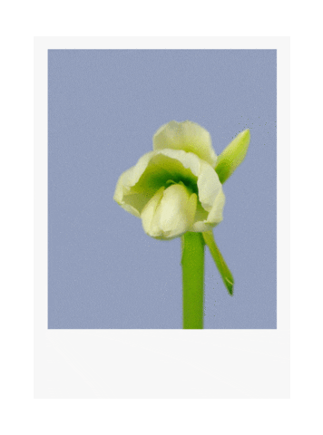 Flower Perfume Sticker by BY ECOM