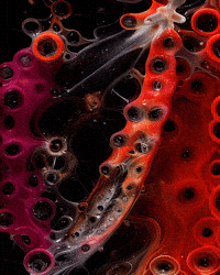 Bg Network GIF by Aleksey Efremov