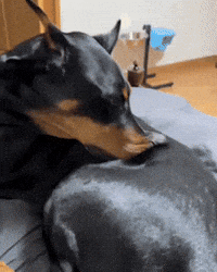 Mani Doberman GIF