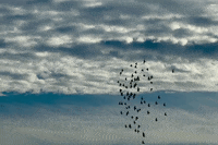 Thisbushwicklife nyc sky birds new york city GIF