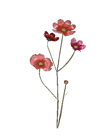 aksimils giphyupload flower красота цветы Sticker