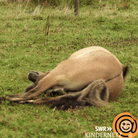 Happy Its Friday GIF by SWR Kindernetz