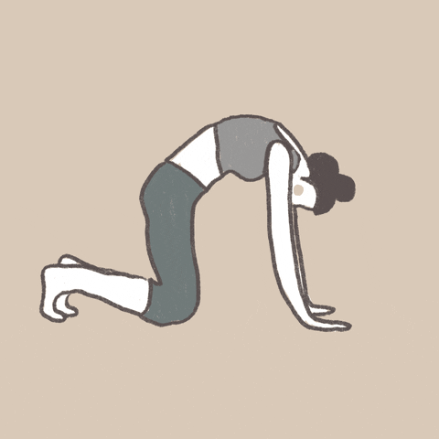 curriebird giphyupload GIF