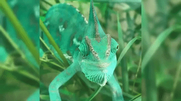 Watching This Googly-Eyed Chameleon Will Make You See Double