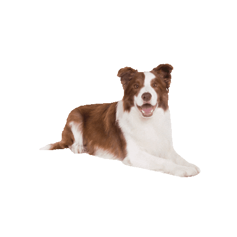 alican_ar giphygifmaker dog perro agility Sticker