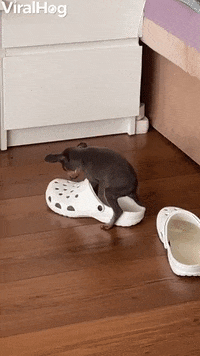 Tiny Pup Curls Up Inside Croc GIF by ViralHog