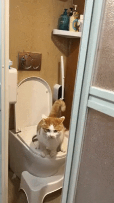 cuteanimalland giphyupload GIF