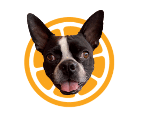 Dog Puppy Sticker by morningsqueeze