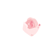 Rose Blooming Sticker by Wardah Beauty