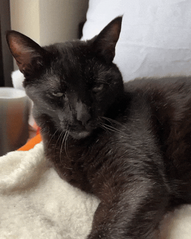 Bored Black Cat GIF