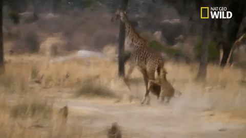 giraffe savage kingdom GIF by Nat Geo Wild 