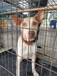 Stray Dogs GIF by FOUR PAWS Australia