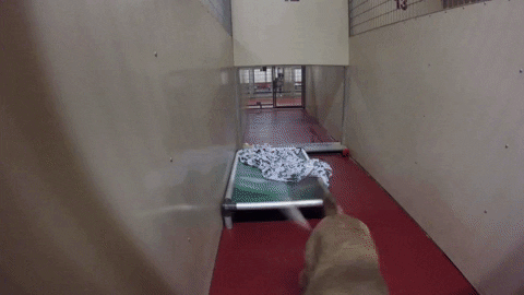 GIF by Humane Society of Northeast Georgia