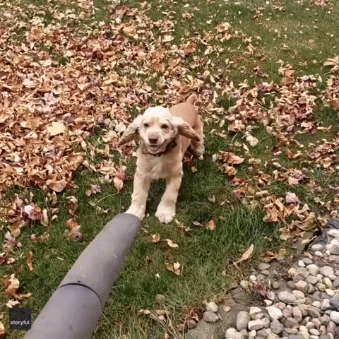 Cocker Spaniel Takes on Leaf Blower