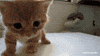 Roar GIF