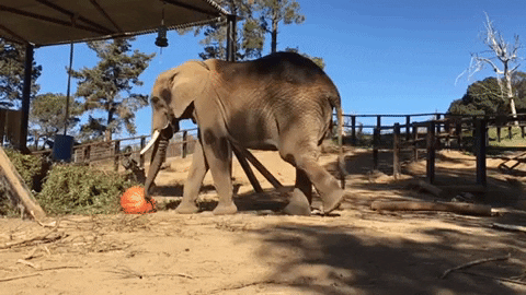 OaklandZoo giphygifmaker halloween animals fall GIF