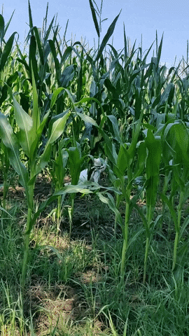 Albin_the_Deaf_Cat cat cat walk albin walking cat GIF