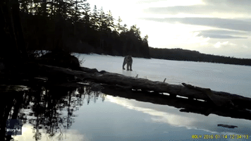 Lynx Strolls Across Frozen Lake in Maine