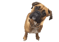 Dog Gym Sticker by Heim CrossFit
