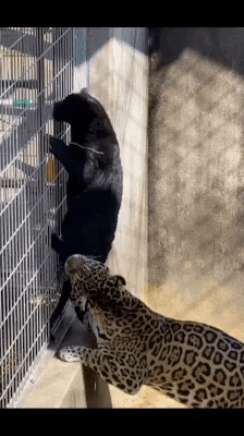 cuteanimalland giphyupload GIF