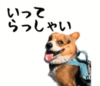 Corgi Milo GIF