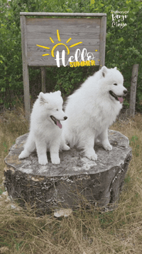 Summer GIF