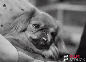 pre code vintage GIF by FilmStruck