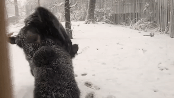 Elephant and Other National Zoo Residents Enjoy DC Snowstorm