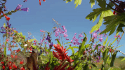 symphony for our world GIF by Nat Geo Wild 