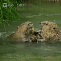 Pbs Nature Otter GIF by Nature on PBS
