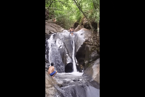 monkeystale giphyupload GIF