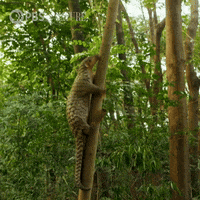 Pbs Nature Wildlife GIF by Nature on PBS