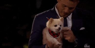 colton underwood GIF by The Bachelor