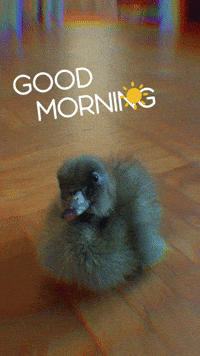 Morning Duck GIF
