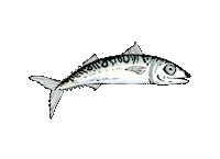 Fish Swimming Sticker by Eau large