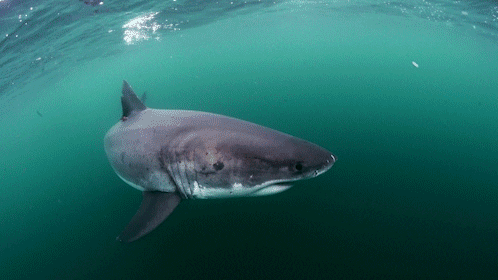 great white shark GIF by Monterey Bay Aquarium