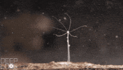 Water Hydra GIF by PBS Digital Studios