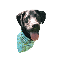 Black Dog Sticker by Geekster Pets