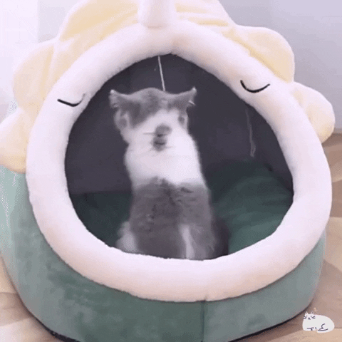 Tuamia giphygifmaker giphyattribution GIF