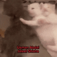 Cat GIF