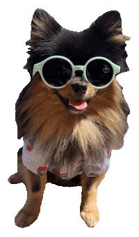 summer sunglasses Sticker