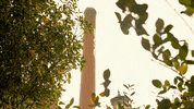 Sc Columbia GIF by University of South Carolina