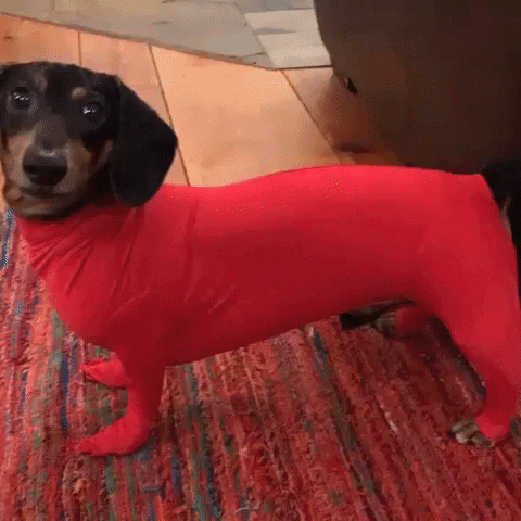 Crusoegifs giphyupload dachshund funny dachshunds GIF