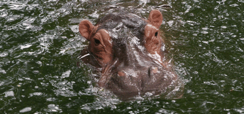 hippo GIF
