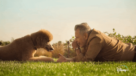 Jeff Goldblum Dogs GIF by National Geographic Channel