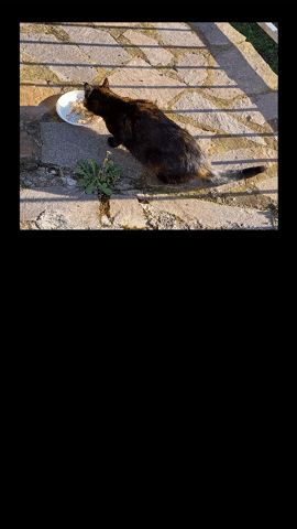 Simongip giphyupload GIF