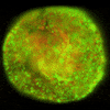 LeicaMicrosystems thunder cell laboratory microscope GIF
