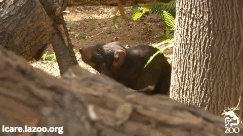 Fail Hang In There GIF by Los Angeles Zoo and Botanical Gardens
