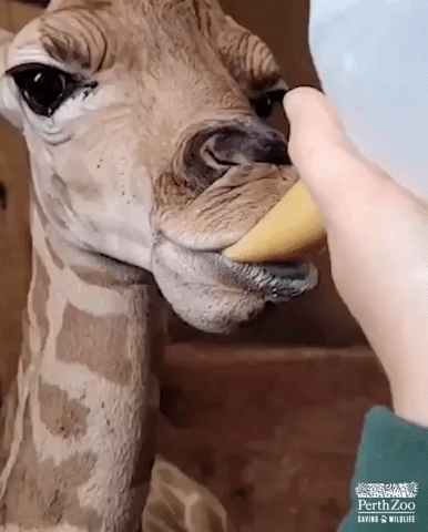 Baby Giraffe Being Hand-Reared by Zookeepers Enjoys Morning Milk