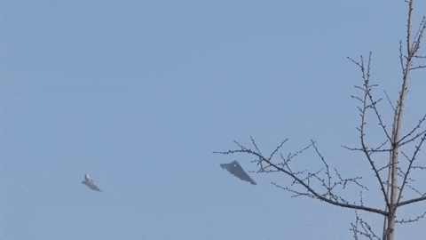 littabird giphyupload GIF